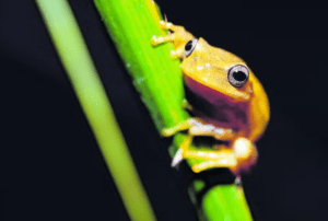 Florestas particulares se tornam rentáveis ao serem adotadas por empresas, pesquisa e turismo