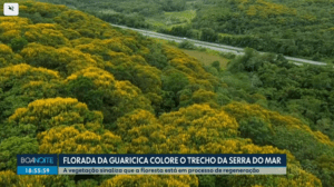 Guaricicas colorem trecho da Serra do Mar