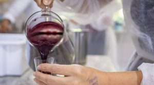 Conhece a juçara? O fruto da Mata Atlântica que conquista chefs e impulsiona economias tradicionais