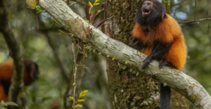 Vacunación contra la fiebre amarilla abre una nueva estrategia para proteger al tití león de cara negra, uno de los primates más raros del planeta