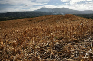 El Niño, eleições e a urgência de comunicar a conservação da natureza