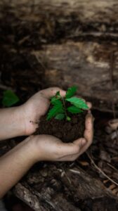 Projeto brasileiro “Produzir Natureza” ganha reconhecimento internacional por restaurar áreas degradadas